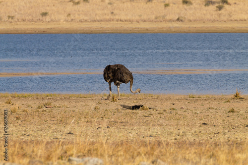 Ostrich from South Africa  Pilanesberg National Park. Africa