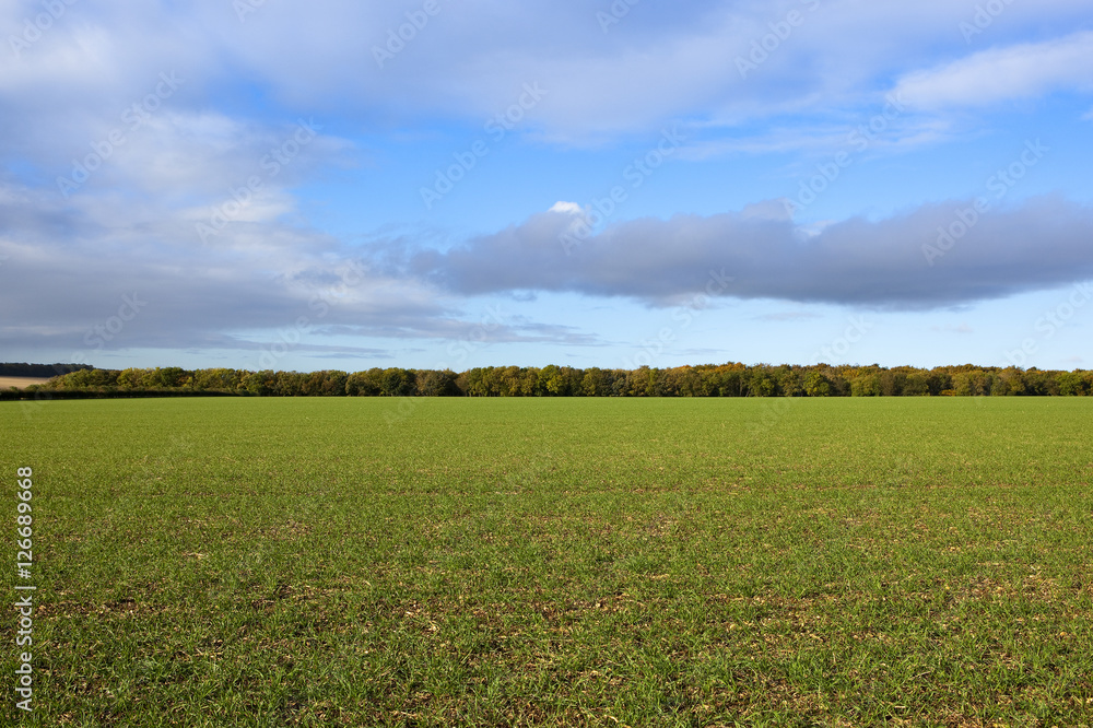 autumn wheat field
