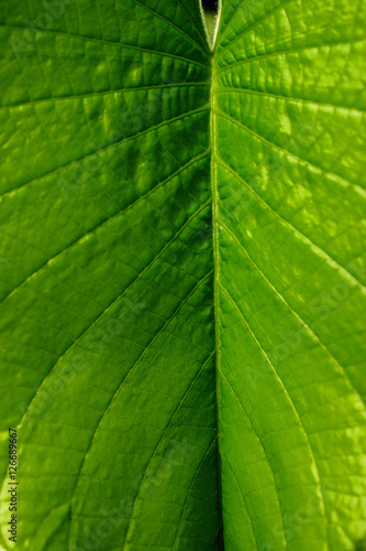 Close up of tropical plant leaf