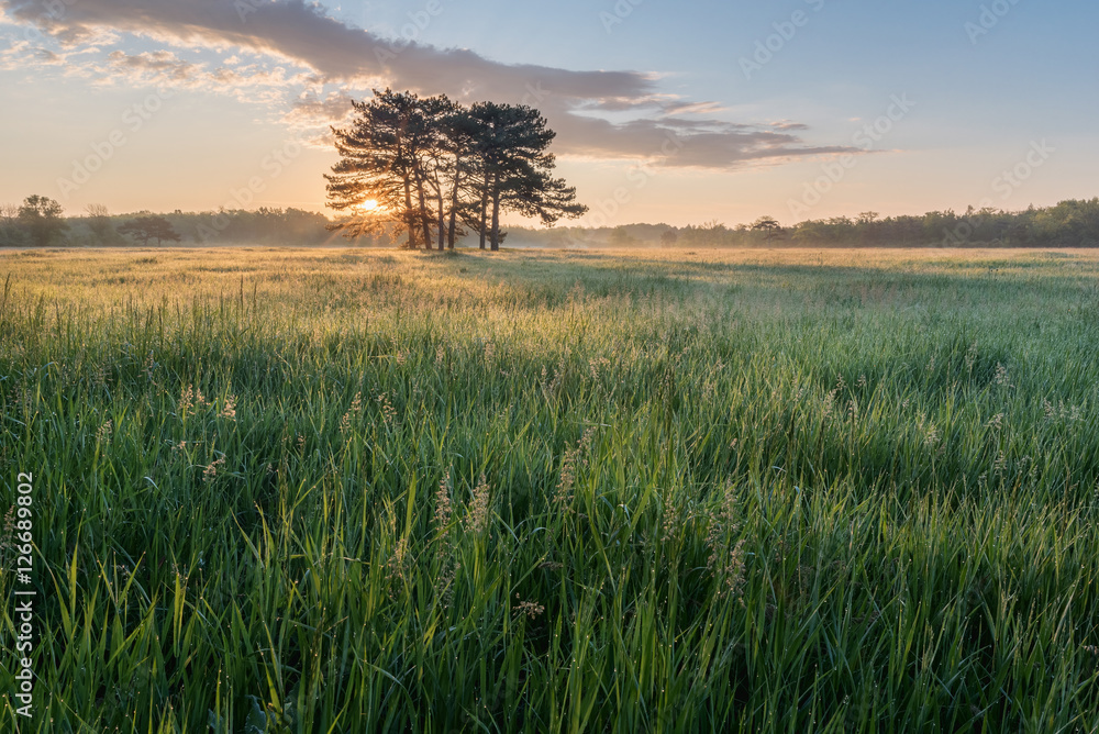 Fototapeta premium Tree at sunrise with grass on the foreground