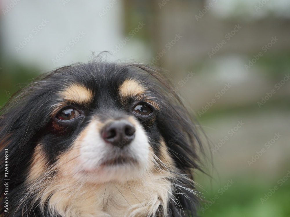 dachs dog portrait
