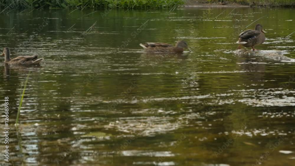 Duck sits on a stone, flowing river. Green reflections in the water. Duck sits on a stone, flowing river. Green reflections in the water.
