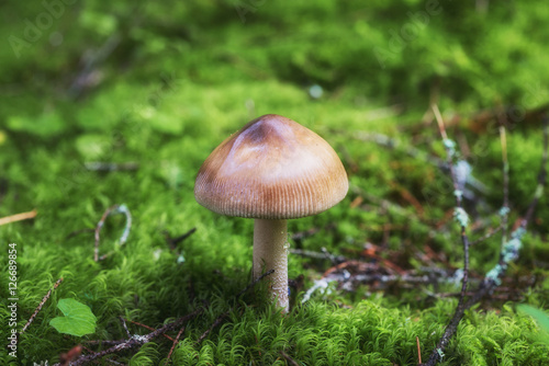 Closeup shot of the mushroom