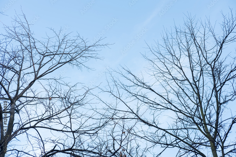 Tree Branch without leaves, autumn. With blue sky background Tree Branch without leaves, autumn. With blue sky background