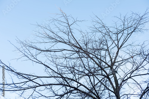 Tree Branch without leaves  autumn. With blue sky background