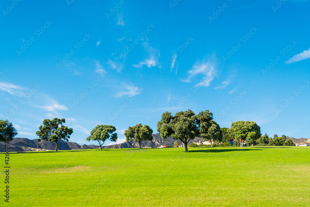 Naklejka premium trees in a green meadow in California