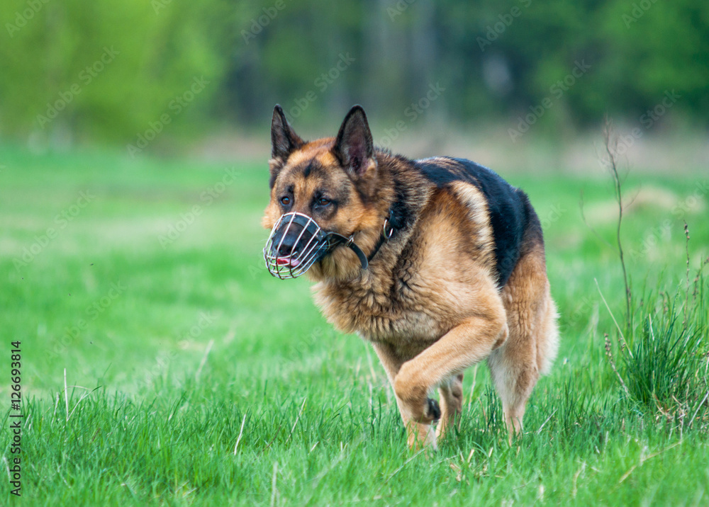 Police German shepherd dog running on grass Police German shepherd dog running on grass