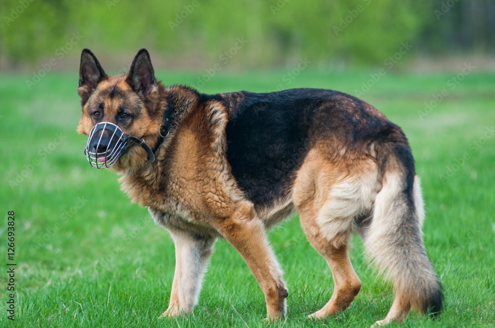 Police German shepherd dog on grass