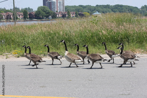Adult and older goslings (Canada Geese) walking on a paved roadway.