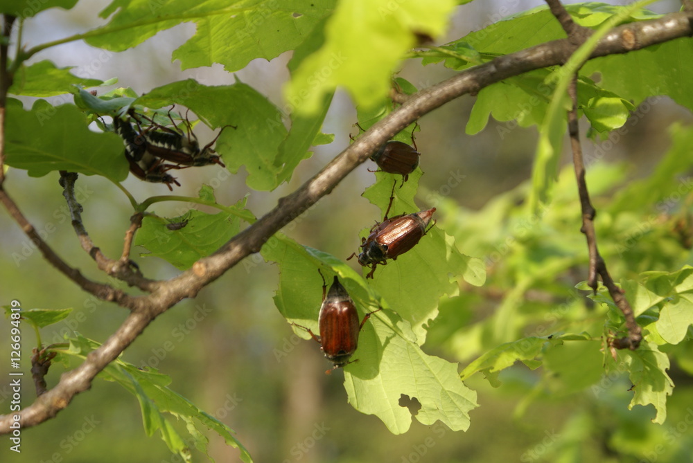 May beetles eat the leaves of the oak tree Stock Photo Adobe Stock