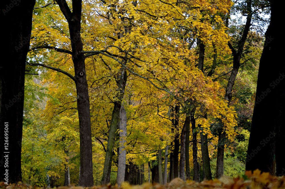 Fototapeta premium Germany, Leipzig, Clara-Zetkin-Park autumnal forest
