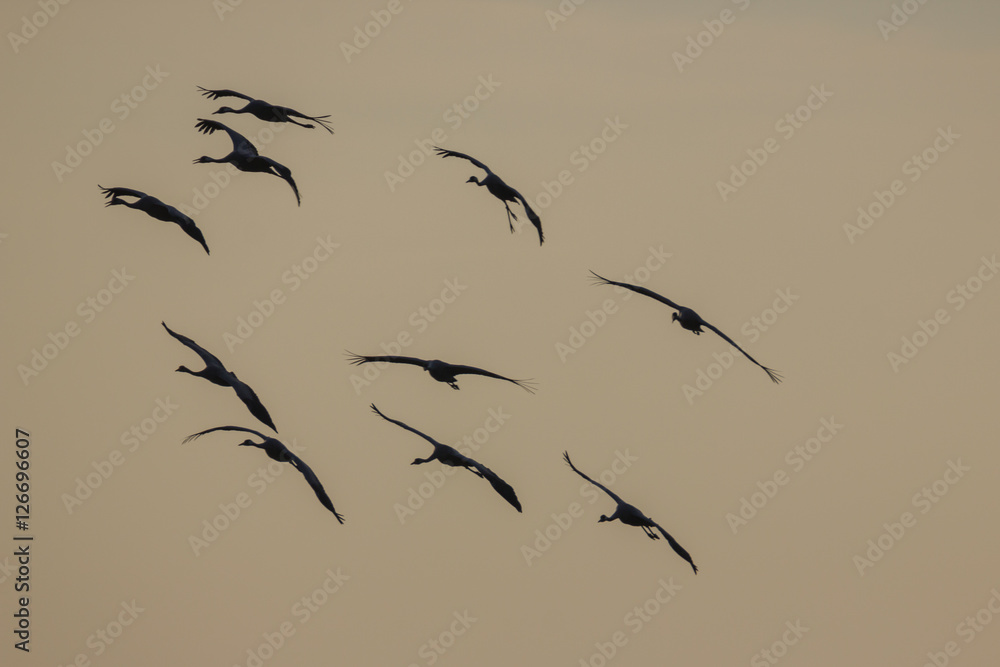 Fototapeta premium Kraniche im Flug