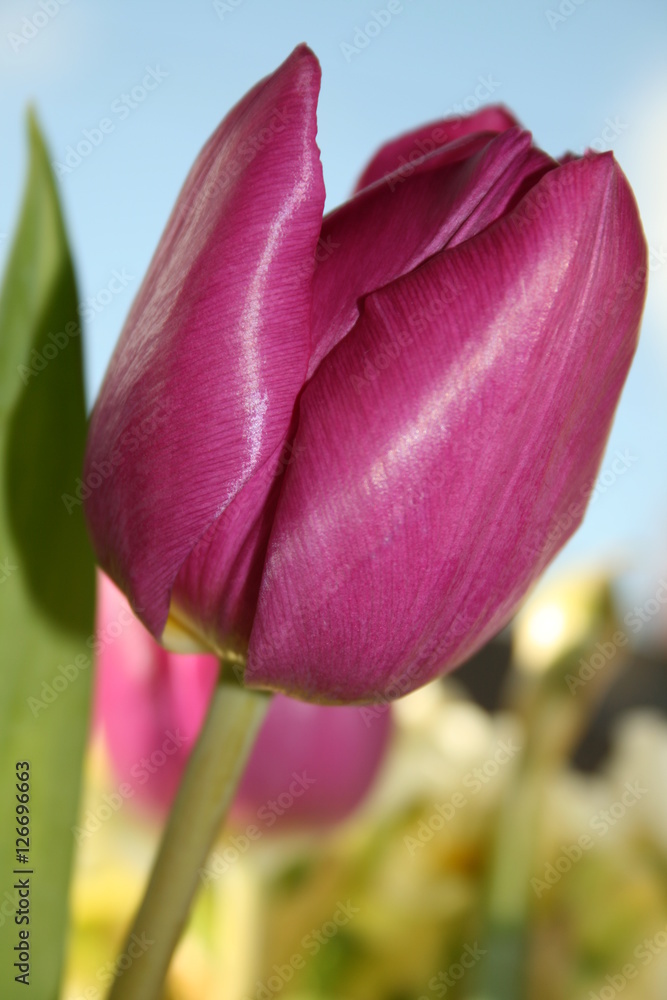 Fototapeta premium tulip