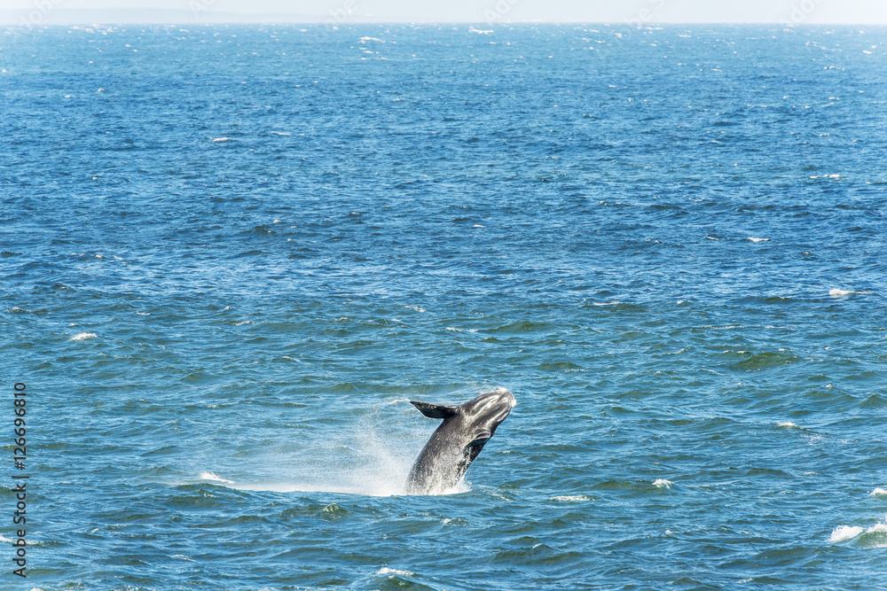 Fototapeta premium Southern Right Whale Breaching