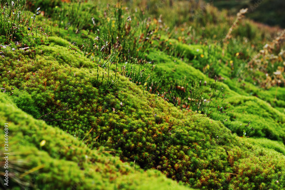 Amazing close up green moss background of beauty forest. Amazing close up green moss background of beauty forest.