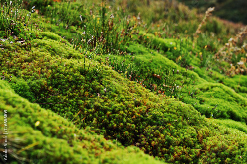 Amazing close up green moss background of beauty forest.