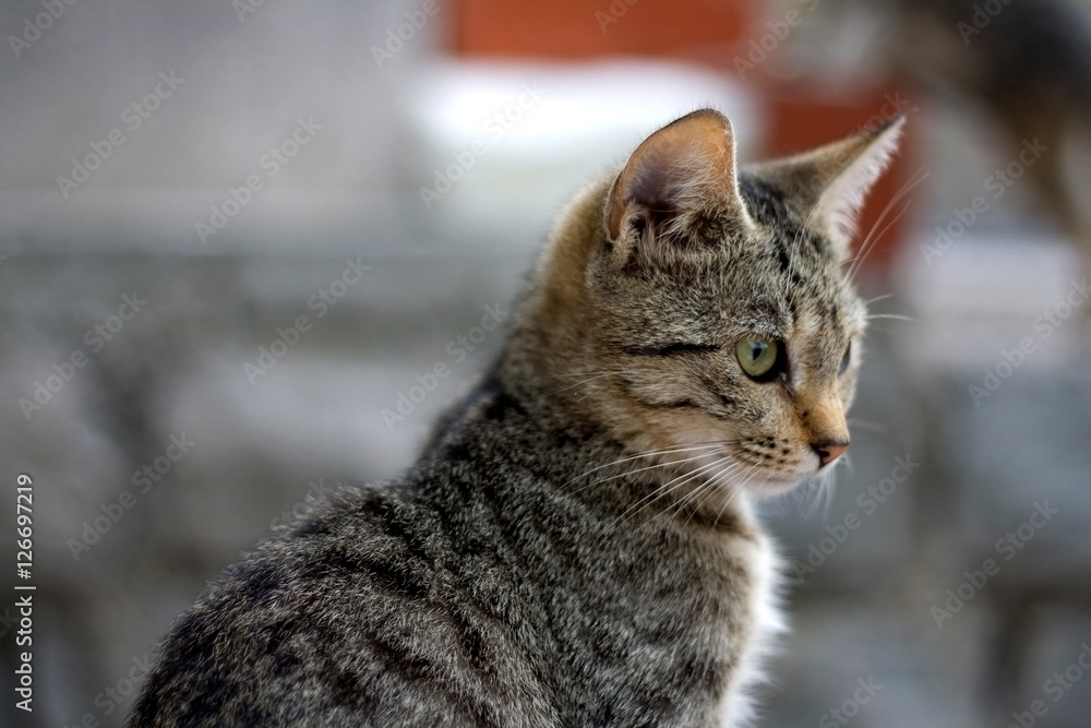 Brown tabby cat, profile view, close-up. Selective focus. 
