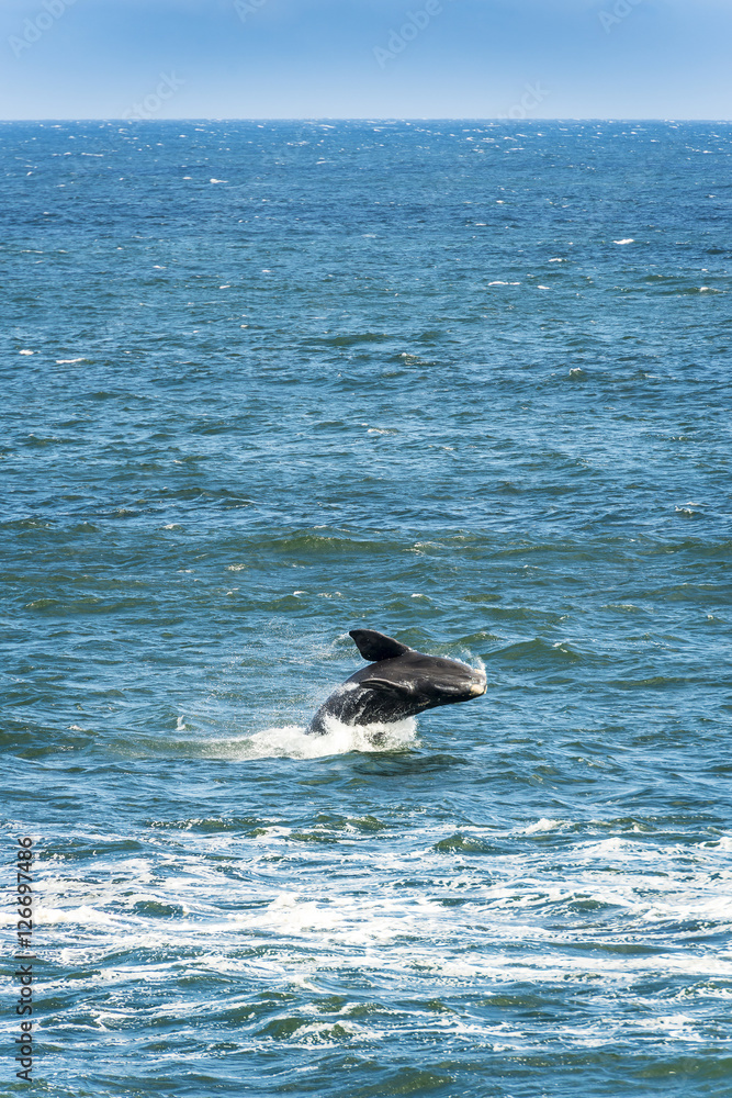 Obraz premium Southern Right Whale Jumping