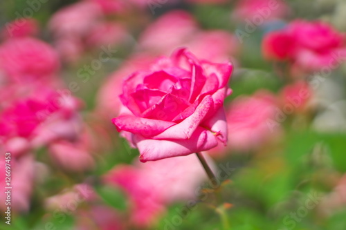 Wallpaper Mural 薔薇 Torontodigital.ca