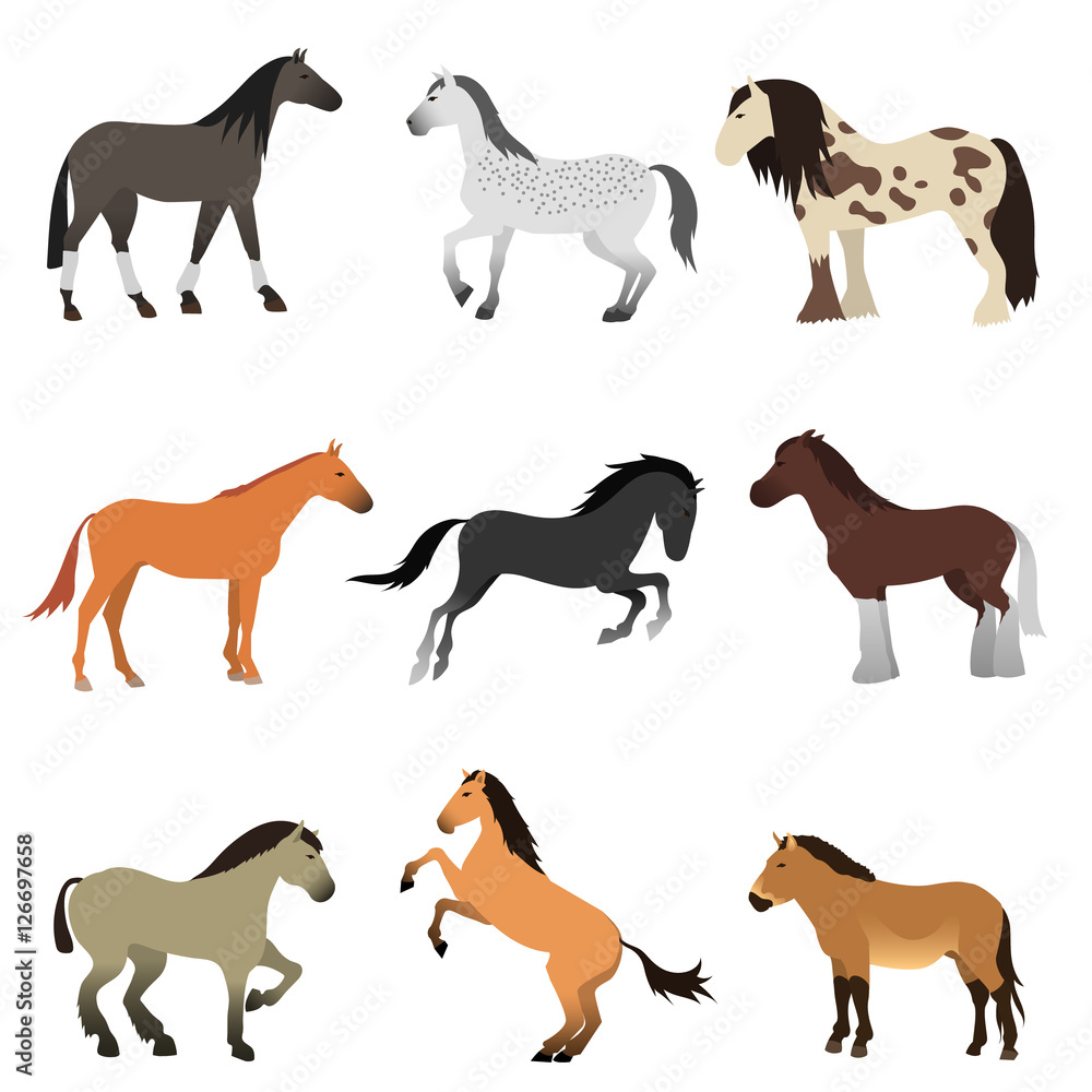 Different horses breed vector set. Different horses breed vector set.