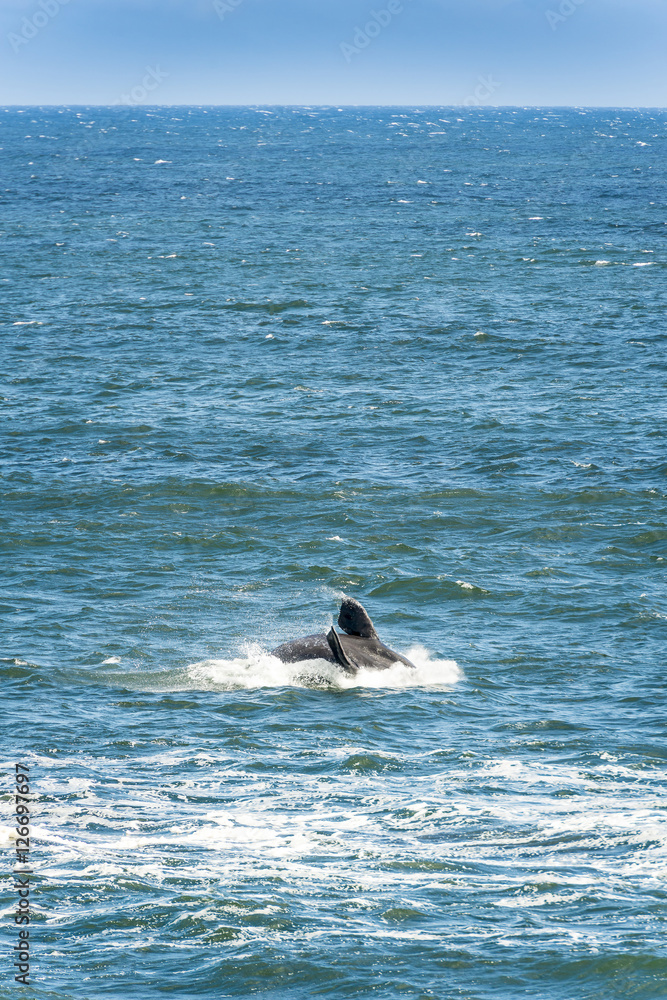 Fototapeta premium Southern Right Whale Jumping