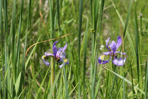Fototapeta Naklejka Na Ścianę i Meble -  Wild blue flag flower (Iris) growing at the edge of a bushy area beside a country road.

