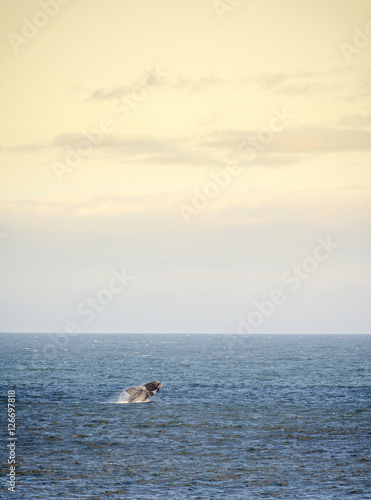 Southern Right Whale Jumps