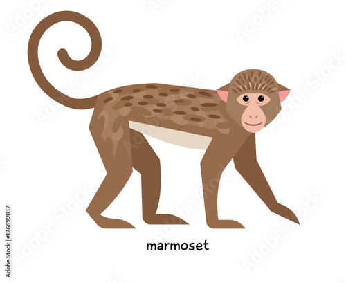 Marmoset with long tail and pink muzzle