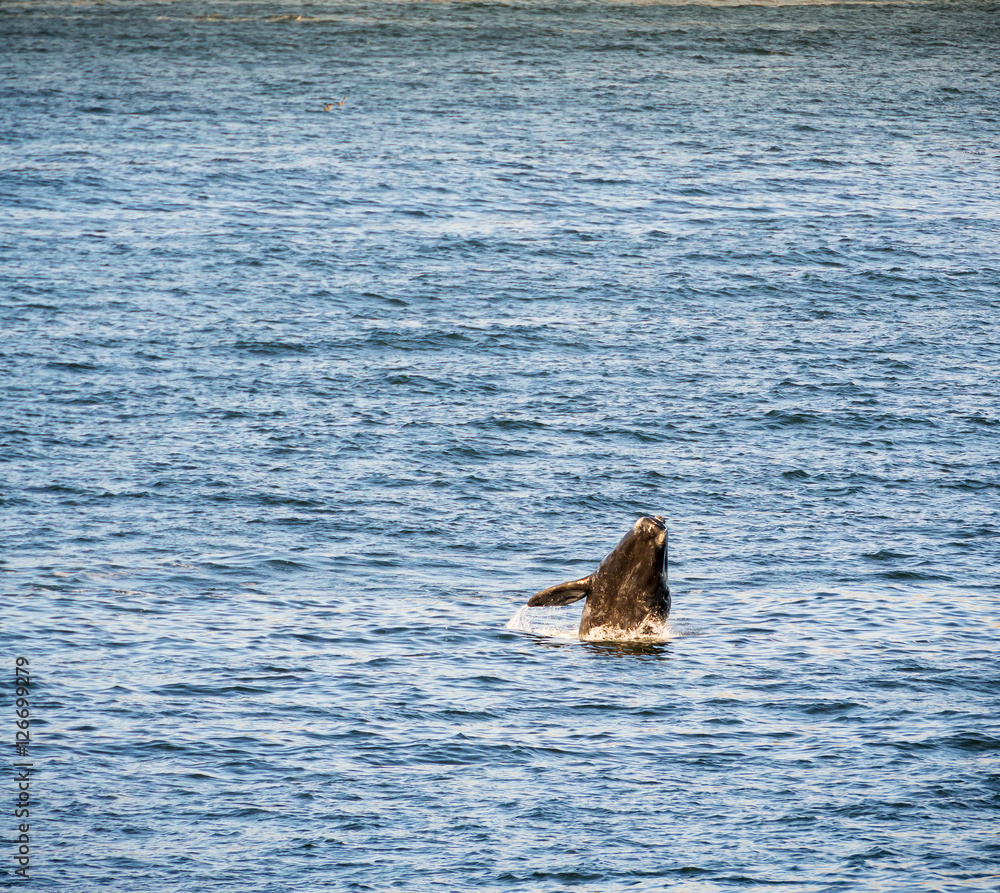 Fototapeta premium Whale Flipper