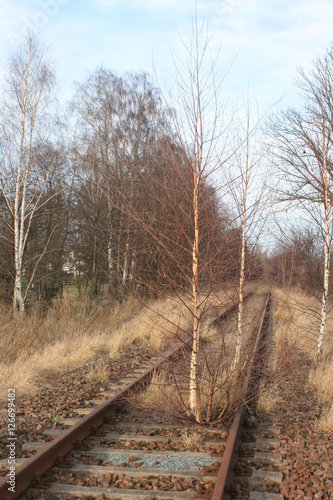 Birke im Bahngleis-Stillgelegte Bahnstrecke.