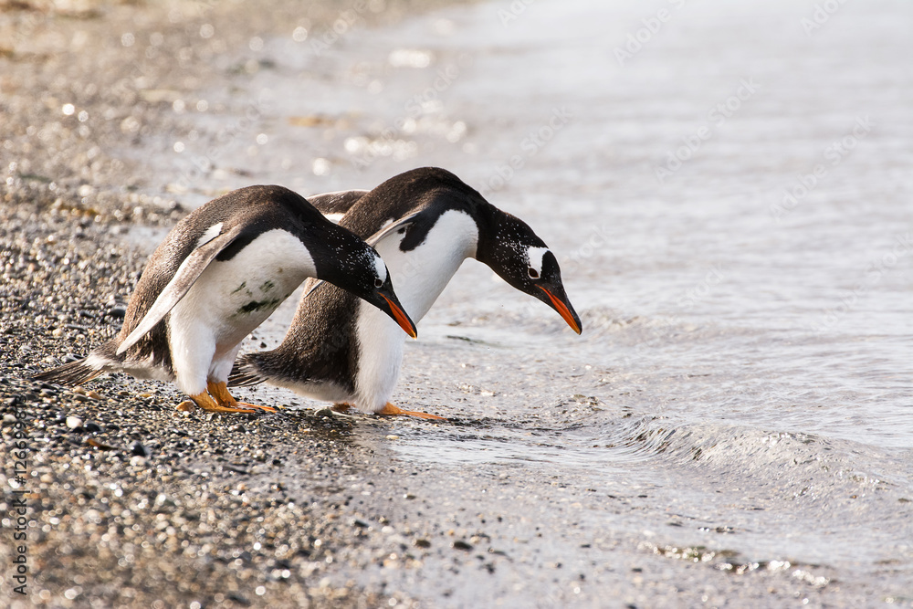 Fototapeta premium Papua penguin couple at the seaside
