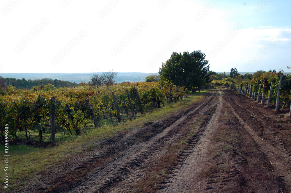 autumn landscape with beautiful vineyard