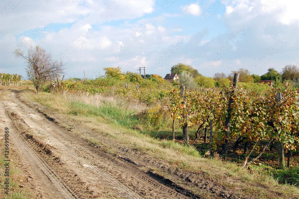 Fototapeta premium autumn landscape with beautiful vineyard