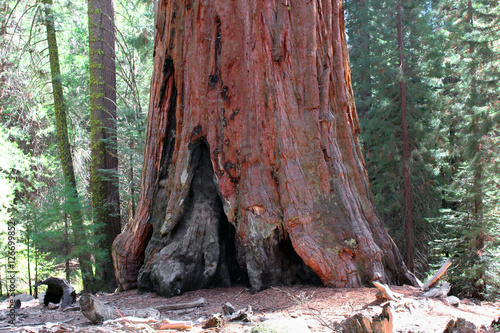 Sequoia Tree