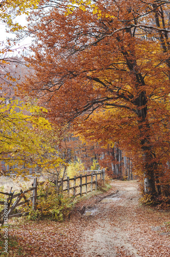 Autumn pathway