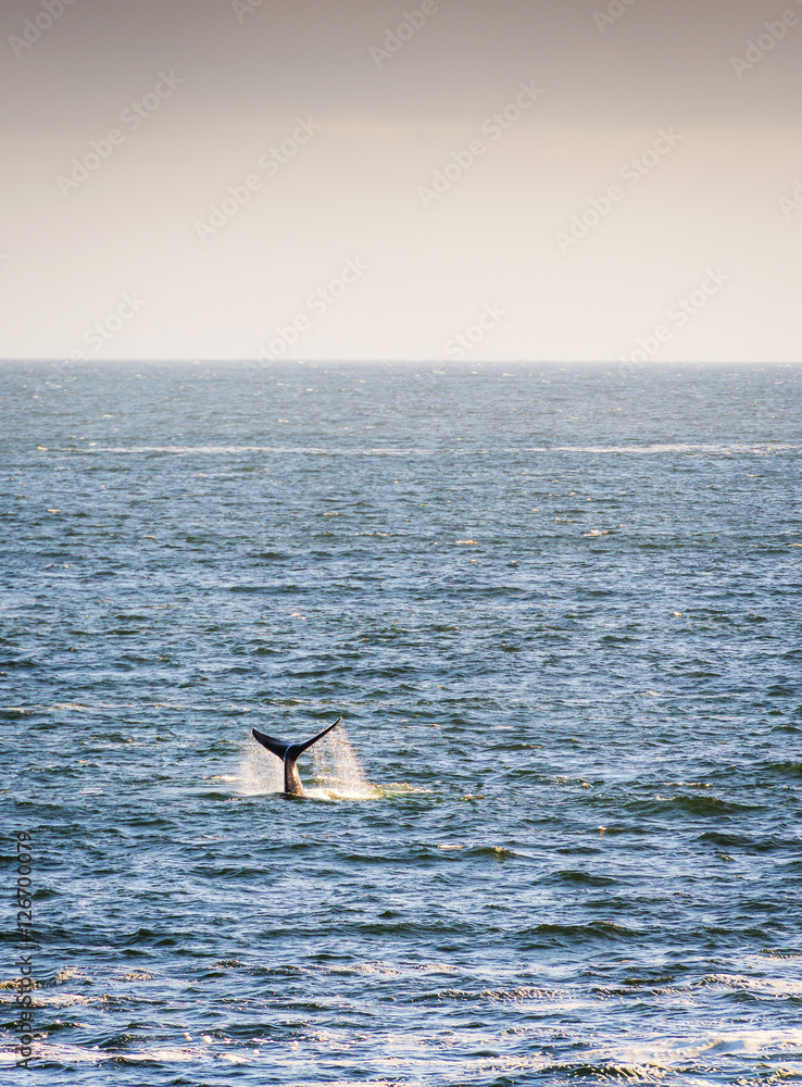 Fototapeta premium Whale Tail on Horizon