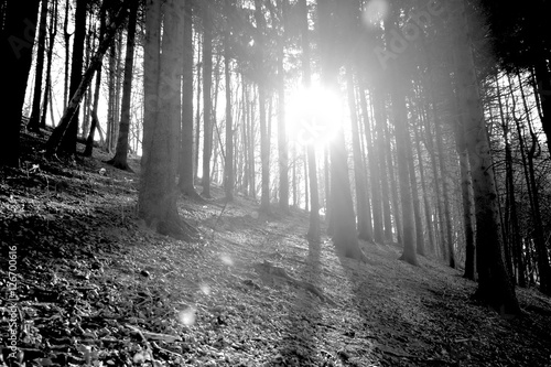 Sole tra gli alberi in un bosco di montagna che crea un riflesso photo