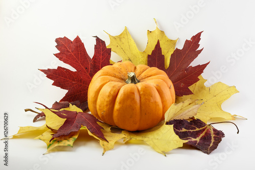 Pumpkin with red and yellow maple leaves on white background. 