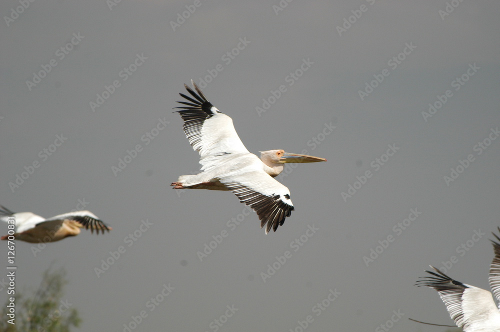 White Pelican at Djoudj Park, Senegal