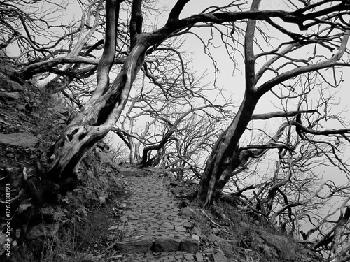 magic trees at fogy day