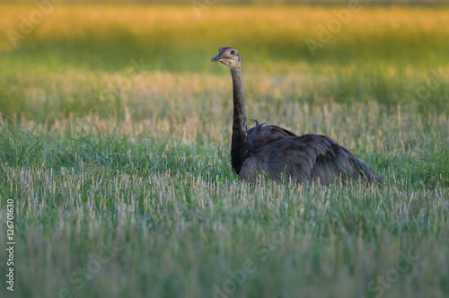 Greater Rhea, Rhea americana, La Pampa , Argentina photo