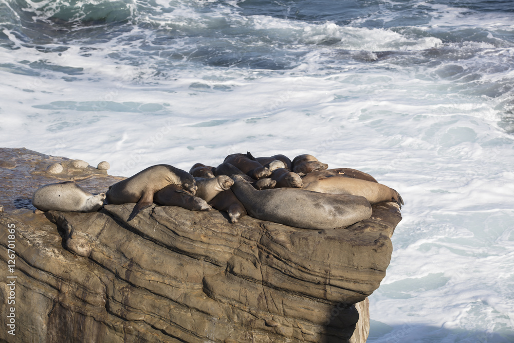 Fototapeta premium Group of Seals Resting on a Cliff