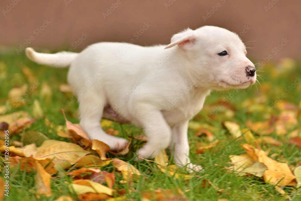 American staffordshire terrier puppie