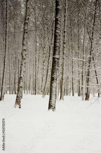 Winter Park or Forest Snow Landscape 