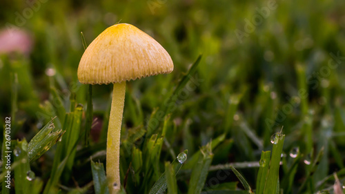 mushroom grows between grass