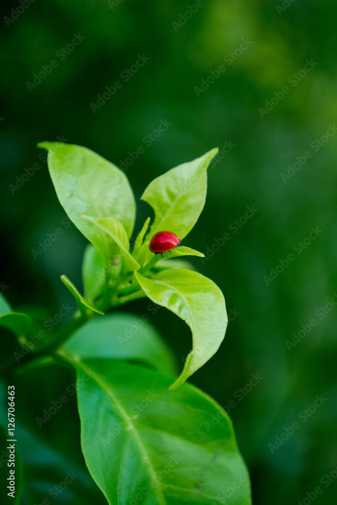 Red Ladybug Red Ladybug