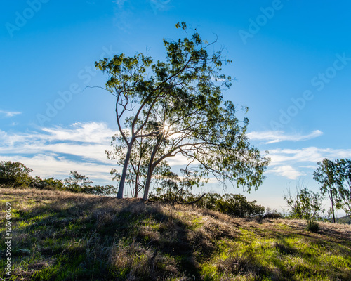 A tree stands in pasture on a cloudy day with blue skies.