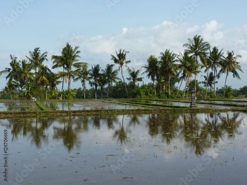 Reflection of palm trees in the water on the beautiful rice fields. Bali. Indonesia