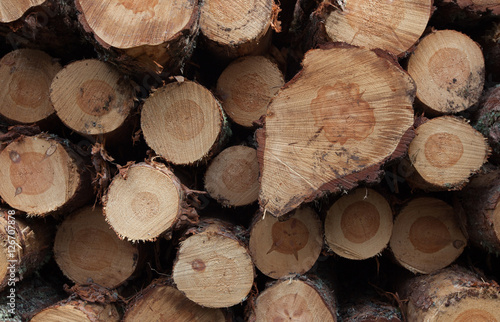 Logs piled in the pine forest