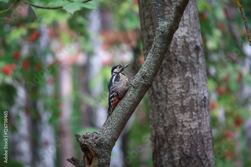 Woodpecker sitting on the tree in the forest. Birds